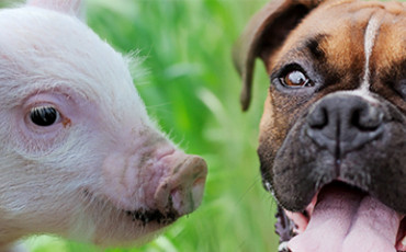 DOGS AND SWINE